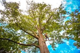 Best Tree Risk Assessment  in Conrad, IA