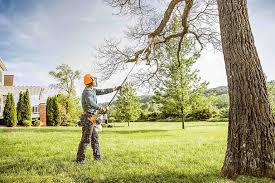 Tree and Shrub Care in Conrad, IA