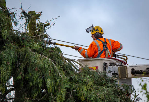 Best Palm Tree Trimming  in Conrad, IA