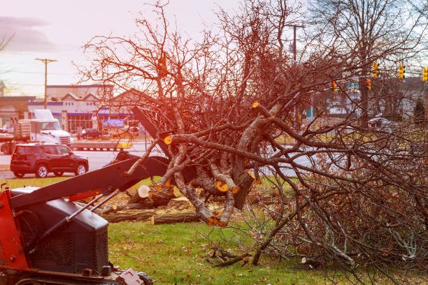 How Our Tree Care Process Works  in  Conrad, IA