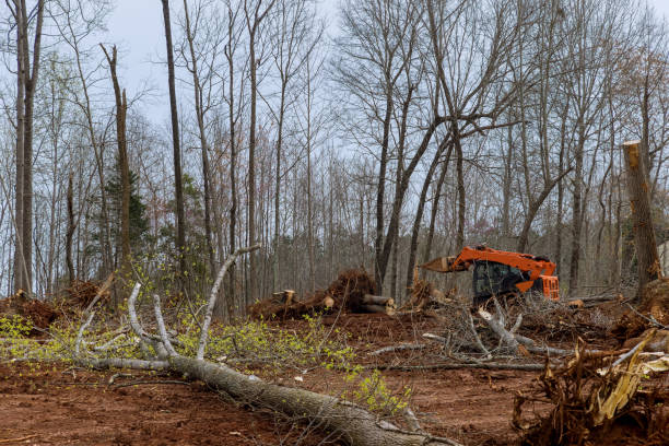 Best Tree Cabling and Bracing  in Conrad, IA