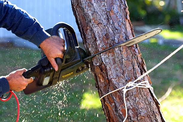 Professional Tree Removal Services in Conrad, IA