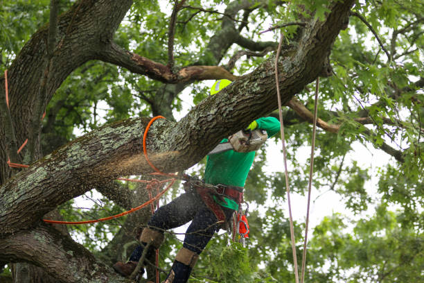 Best Emergency Tree Removal  in Conrad, IA