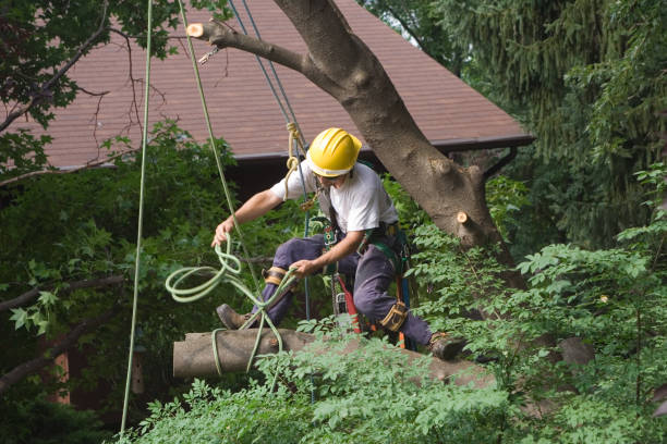 Best Tree Disease Treatment  in Conrad, IA