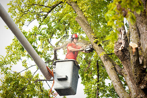 Best Fruit Tree Pruning  in Conrad, IA