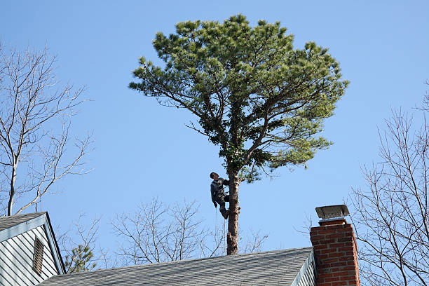 Best Tree Mulching  in Conrad, IA