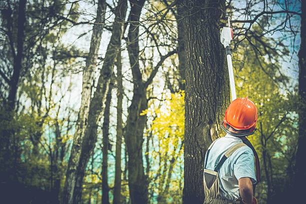 Best Tree Trimming and Pruning  in Conrad, IA