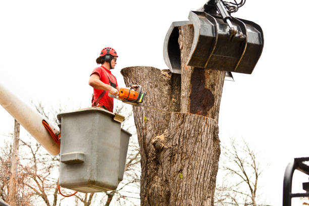 Best Commercial Tree Services  in Conrad, IA